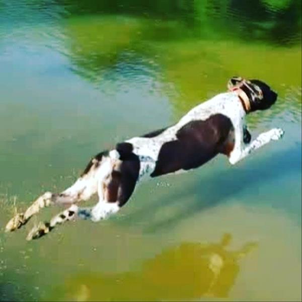 /images/uploads/southeast german shorthaired pointer rescue/segspcalendarcontest2019/entries/11686thumb.jpg